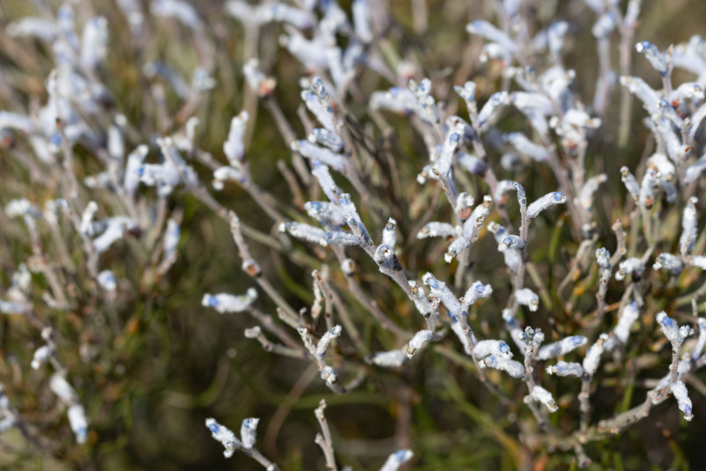 Conospermum distichum (Conospermum distichum)