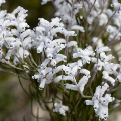 Conospermum distichum (Conospermum distichum)