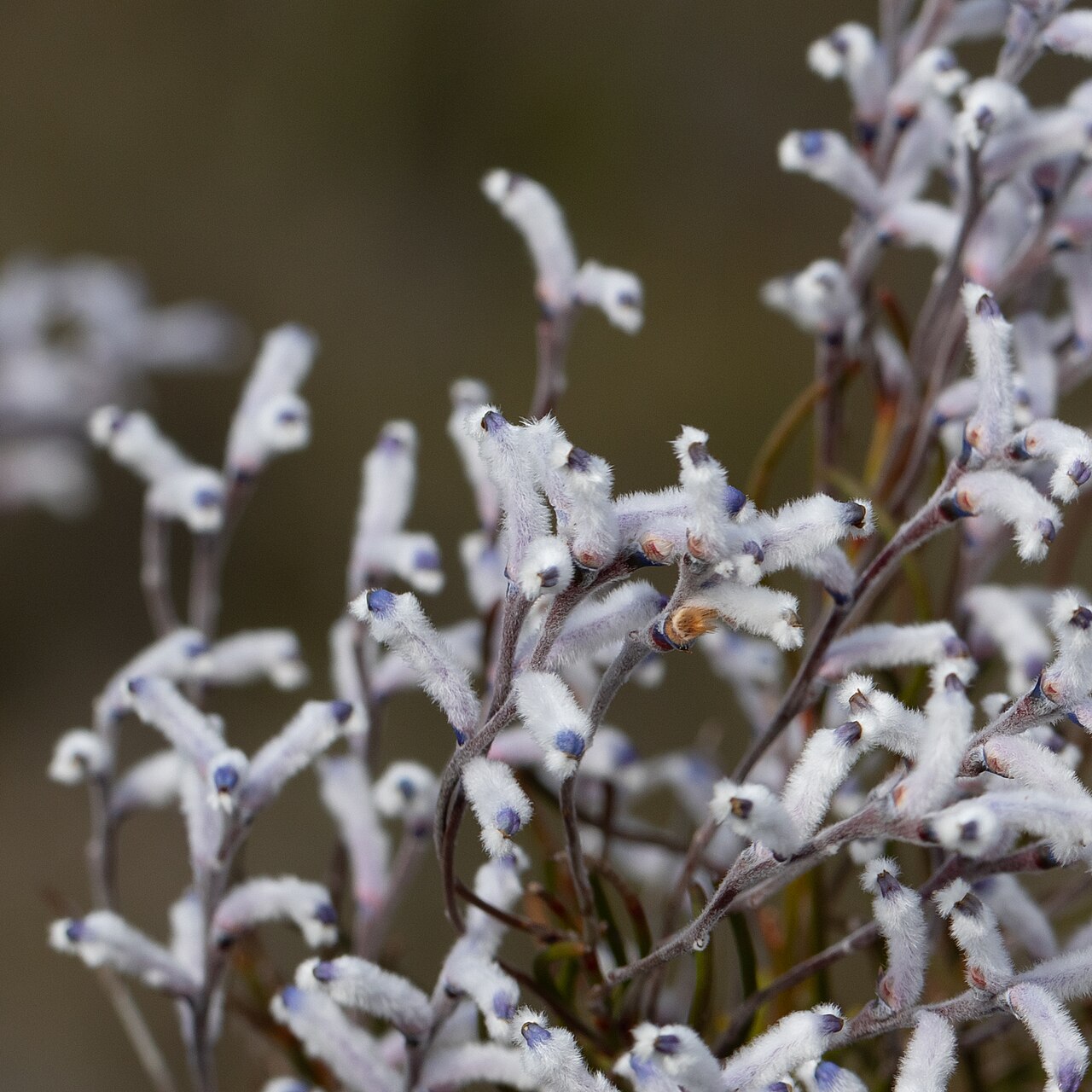 Conospermum distichum: Conospermum distichum in Cape Le Grand National Park