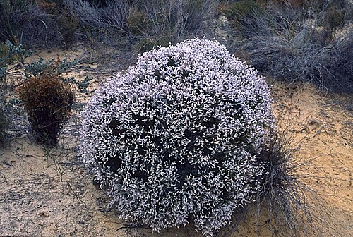 Conospermum distichum: Conospermum distichum is Cape Le Grand National Park