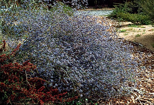 Conospermum eatoniae: Conospermum eatoniae , cultivated in Phil Vaughn's garden, Pomonal, Victoria