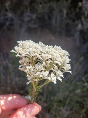 Conospermum ericifolium (Conospermum ericifolium)
