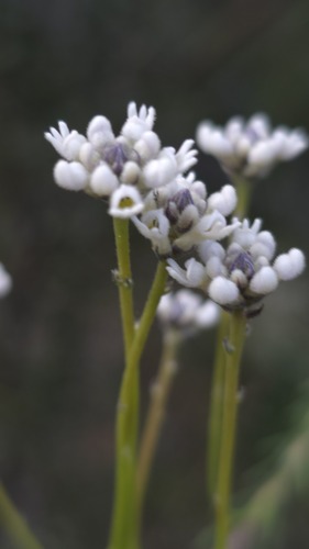 Conospermum ericifolium (Conospermum ericifolium)