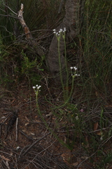 Conospermum ericifolium (Conospermum ericifolium)