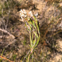 Conospermum ericifolium (Conospermum ericifolium)