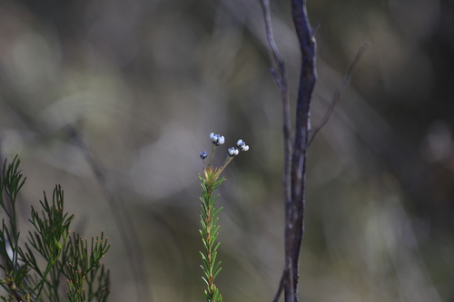 Conospermum ericifolium (Conospermum ericifolium)