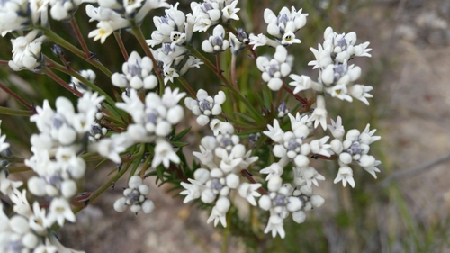 Conospermum ericifolium (Conospermum ericifolium)