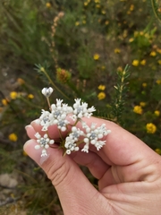 Conospermum ericifolium (Conospermum ericifolium)