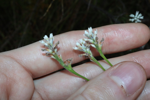 Conospermum ericifolium (Conospermum ericifolium)