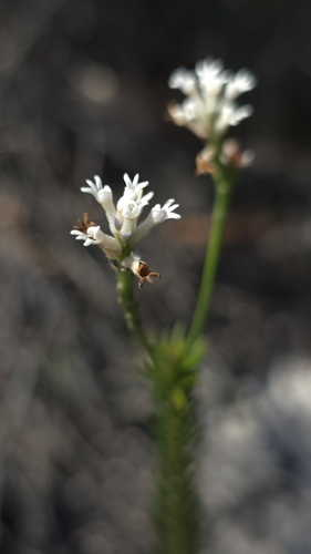 Conospermum ericifolium (Conospermum ericifolium)