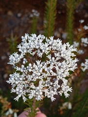 Conospermum ericifolium (Conospermum ericifolium)