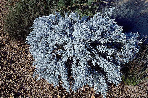 Conospermum filifolium: Conospermum filifolium 13.5 kilometres north of Tarin Rock along the road to Kulin, Western Australia