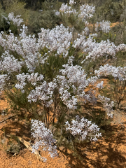 Conospermum filifolium (Conospermum filifolium)