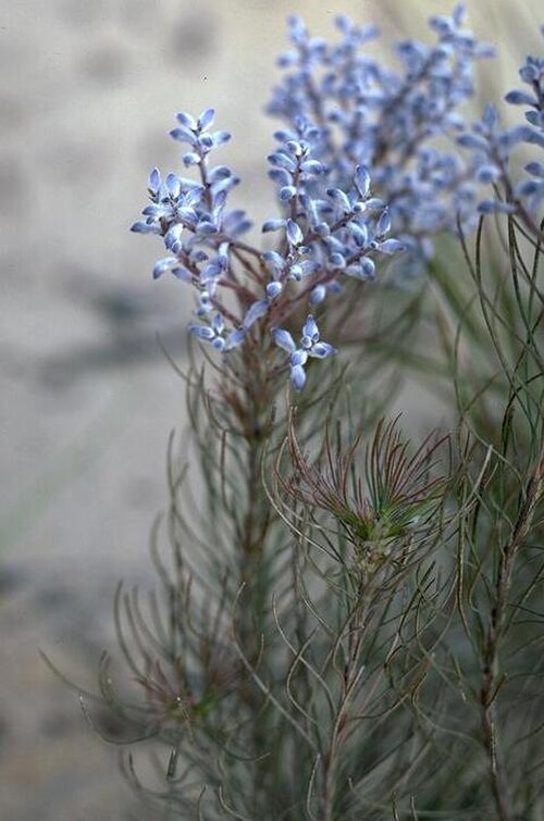 Conospermum filifolium: Conospermum filifolium 13.5 kilometres north of Tarin Rock along the road to Kulin, Western Australia