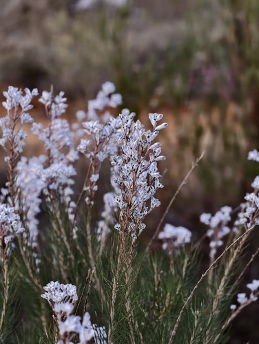 Conospermum filifolium (Conospermum filifolium)