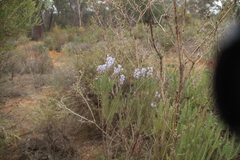 Conospermum filifolium (Conospermum filifolium)