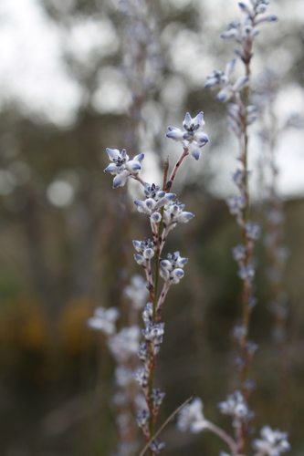 Conospermum filifolium (Conospermum filifolium)