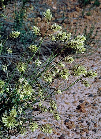 Conospermum glumaceum: Conospermum glumaceum near the Garibaldi-Willis Road, 18 km from Eneabba-Carnamah Road, Western Australia