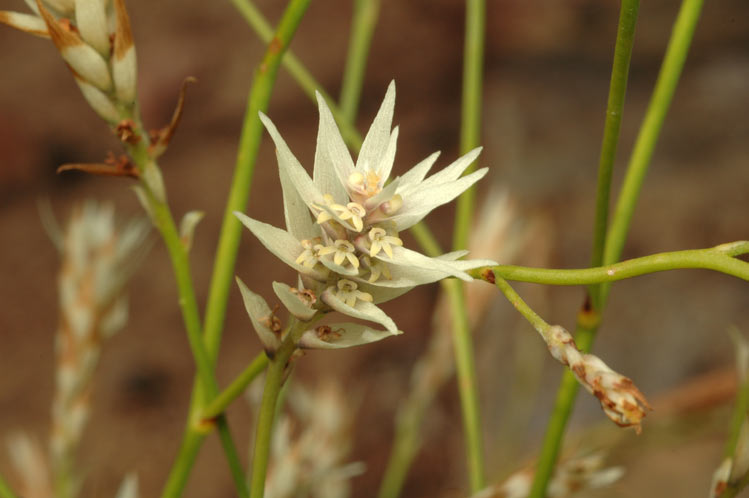 Conospermum glumaceum: Conospermum glumaceum in Kings Park Botanic Garden, Perth, Western Australia