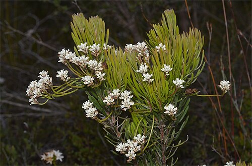 Conospermum hookeri: Conospermum hookeri in Freycinet National Park, along Cape Tourville Road, c. 0.5 km from junction with Freycinet Drive, Tasmania