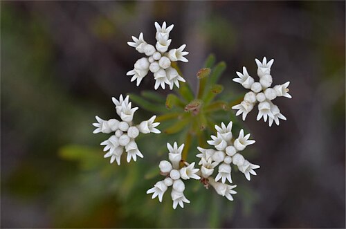 Conospermum hookeri: Conospermum hookeri in Freycinet National Park, along Cape Tourville Road, c. 0.5 km from junction with Freycinet Drive, Tqsmania