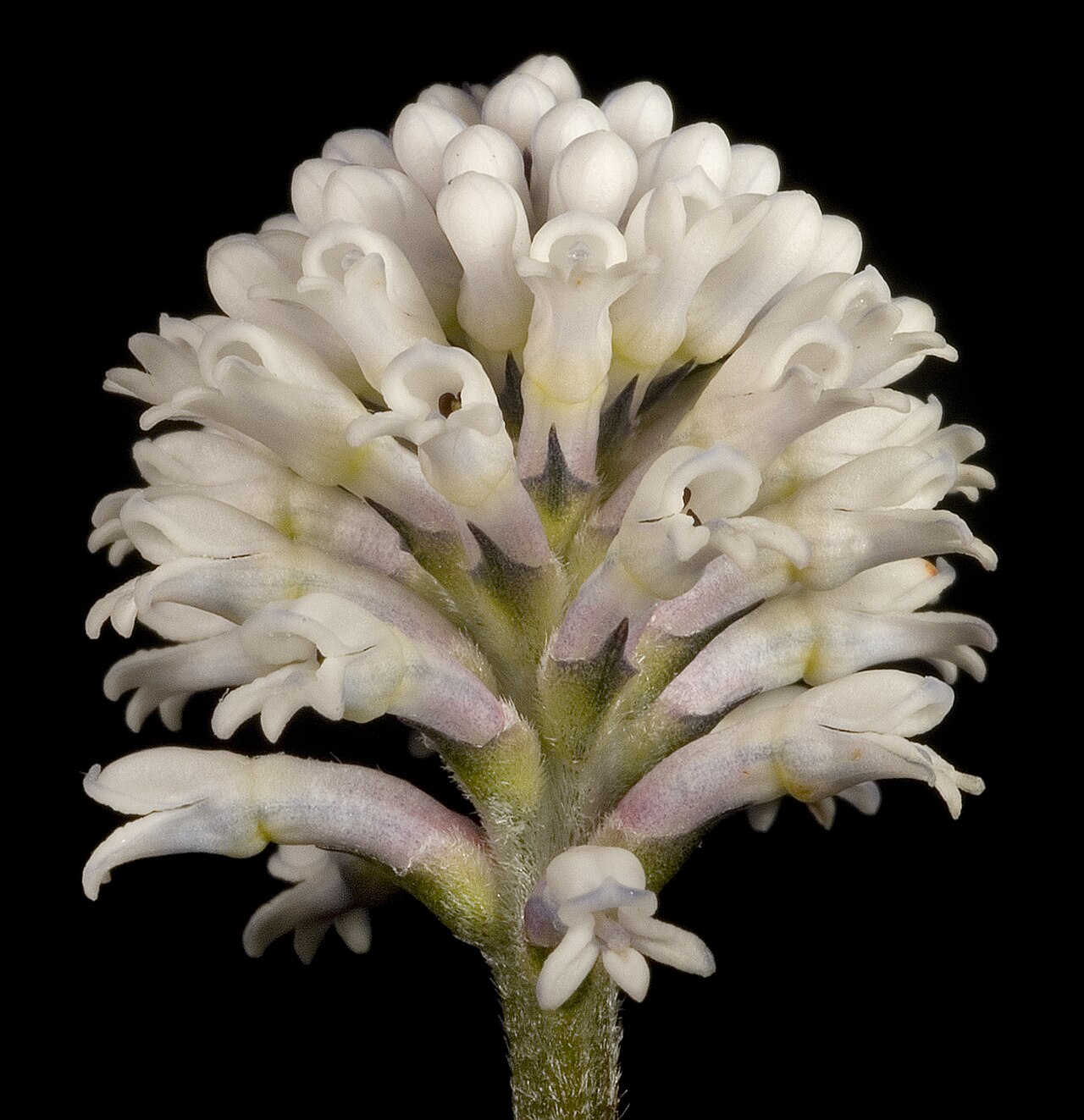 Conospermum huegelii: KRT3787