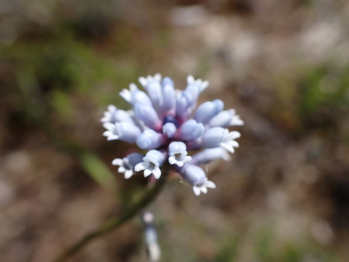 Conospermum huegelii (Conospermum huegelii)