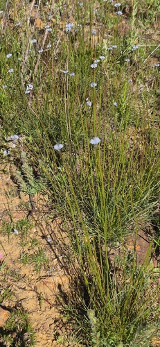 Conospermum huegelii (Conospermum huegelii)