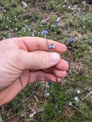 Conospermum huegelii (Conospermum huegelii)