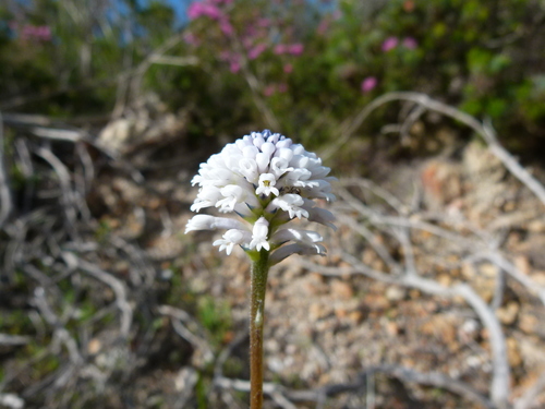 Conospermum huegelii (Conospermum huegelii)