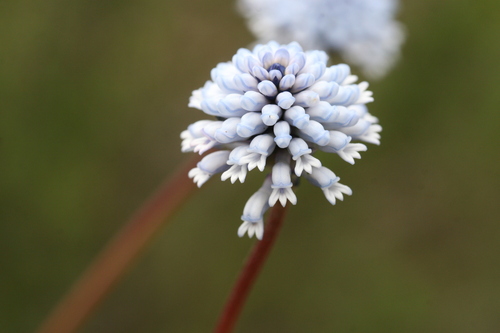 Conospermum huegelii (Conospermum huegelii)