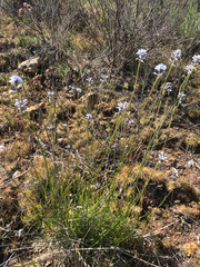 Conospermum huegelii (Conospermum huegelii)