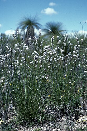 Conospermum huegelii: Conospermum huegelii in Perth, near the Zig-Zag Road at Gooseberry Hill