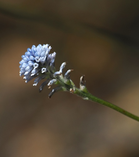 Conospermum huegelii (Conospermum huegelii)