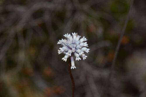 Conospermum huegelii (Conospermum huegelii)