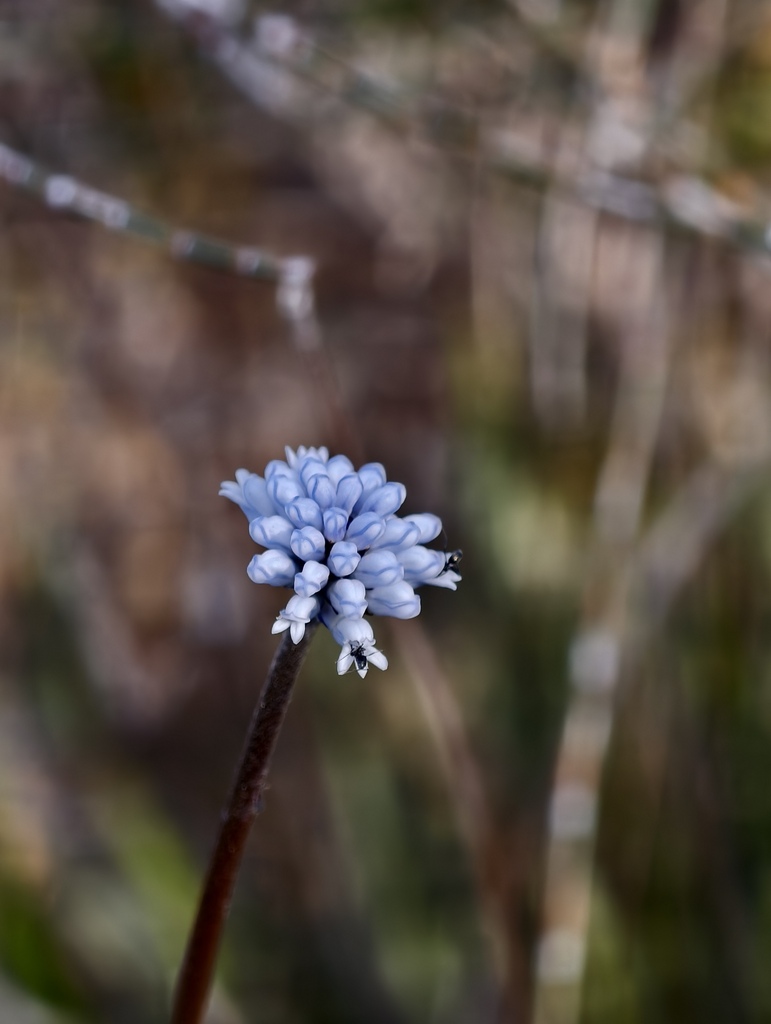 Conospermum huegelii (Conospermum huegelii)