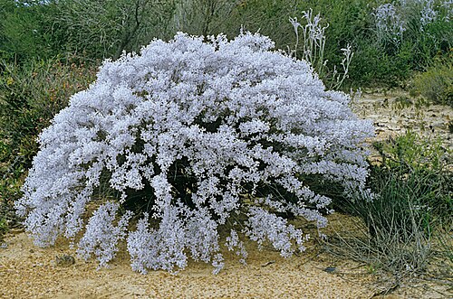 Conospermum incurvum: Conospermum incurvum in Badgingarra National Park