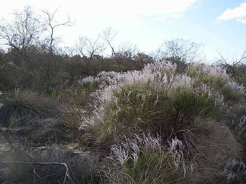 Conospermum incurvum: plume smokebush