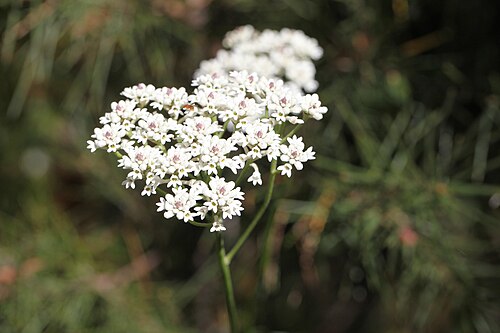 Conospermum longifolium: Muogamarra Reserve, part of Ku-ring-ai National Park north of Sydney is open for only six weekends a year in spring. This is one of the fabulous wildflowers to