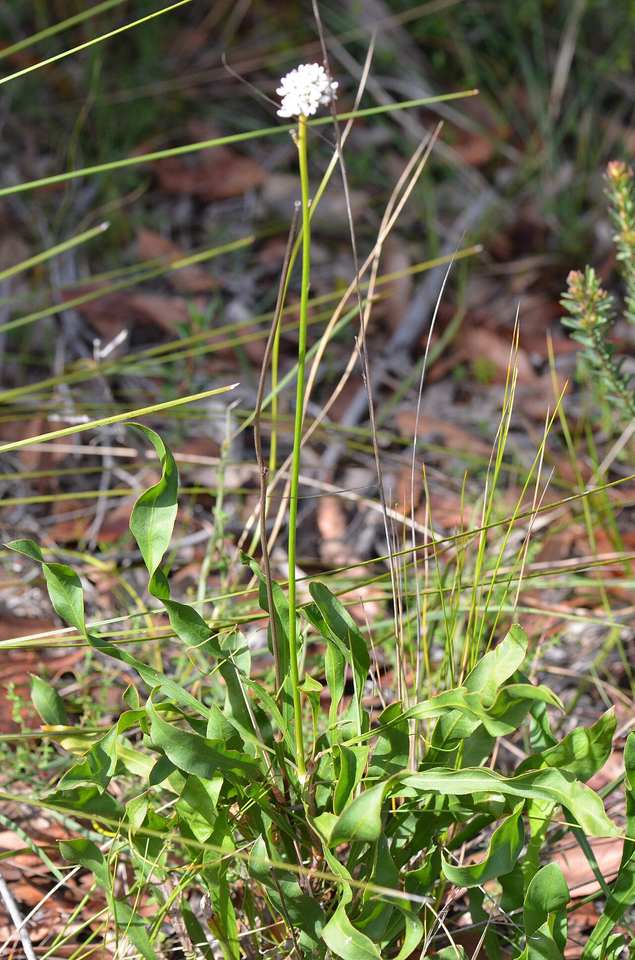 Conospermum longifolium: Conospermum longifolium , Kuringai Chase NP, NSW.