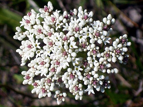Conospermum longifolium: Bairne Track, Ku-ring-gai Chase National Park, Australia. Likely to be Conospermum longifolium