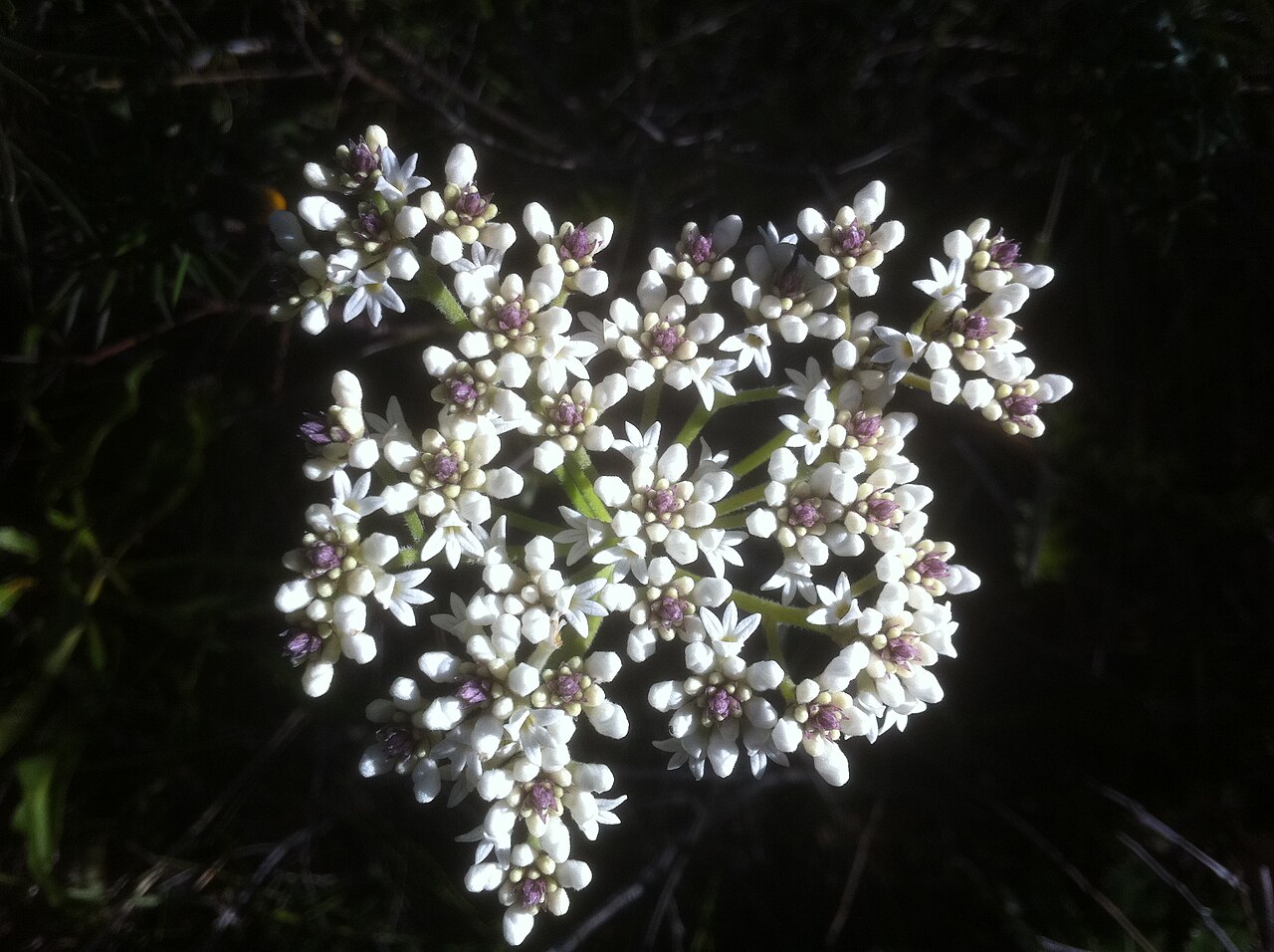 Conospermum longifolium: Conospermum longifolium , Kuringai Chase NP, NSW.