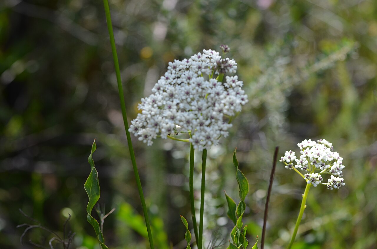 Conospermum longifolium: Conospermum longifolium , Kuringai Chase NP, NSW.