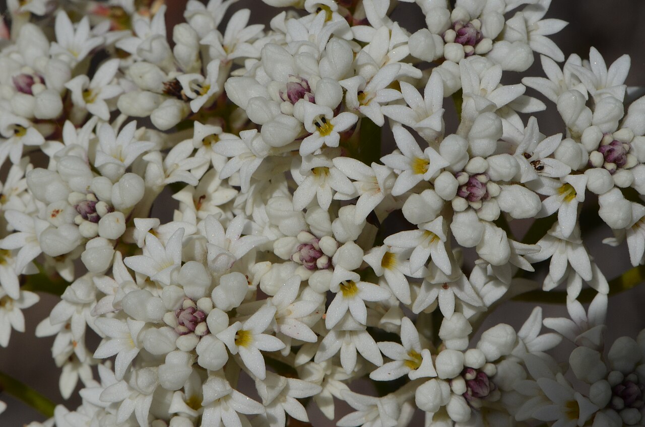 Conospermum longifolium: Conospermum longifolium , Kuringai Chase NP, NSW.