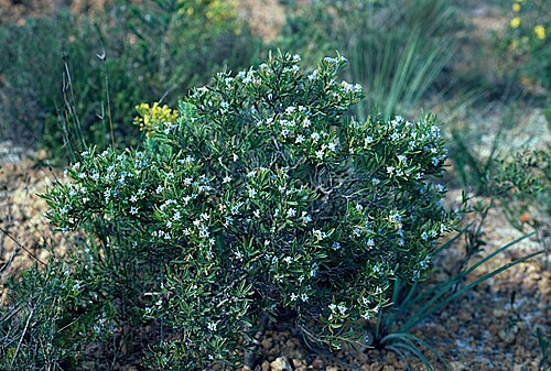 Conospermum nervosum: Conospermum nervosum habit 1.4 km west of the Brand Highway along main road to Jurien Bay, Western Australia