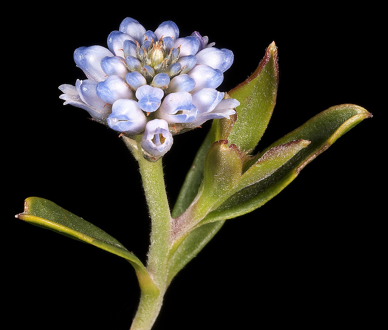 Conospermum nervosum: KRT4186
