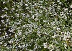Conospermum paniculatum (Conospermum paniculatum)