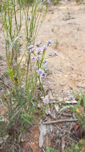 Conospermum patens (Conospermum patens)