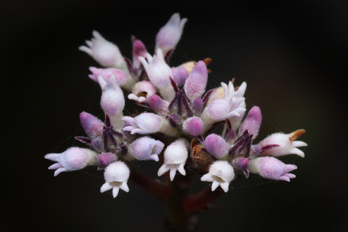 Conospermum patens (Conospermum patens)