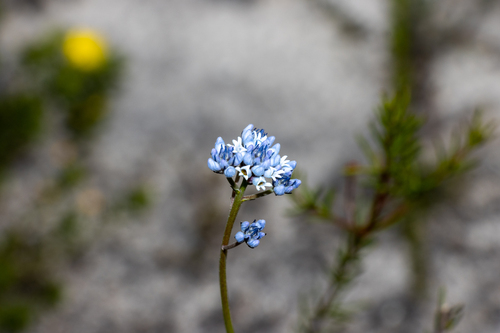 Conospermum patens (Conospermum patens)